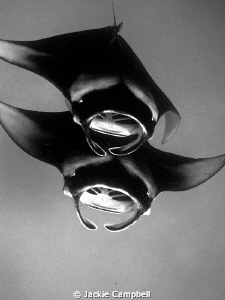 Mantas of Hanifaru.
Converted to B&W as the water colour... by Jackie Campbell 